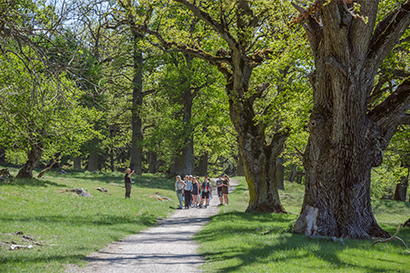 Gripsholm Hjorthage slottspark